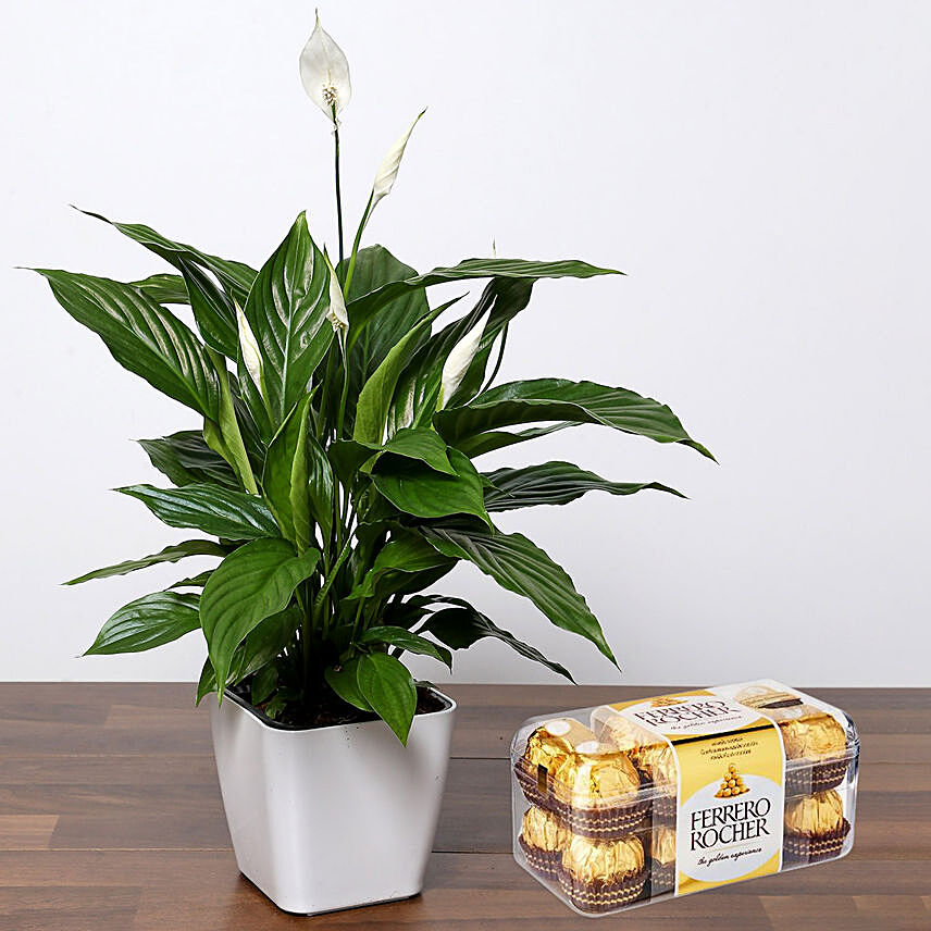 Lily Plant with Ferrero Rocher: Plant Combo Gifts