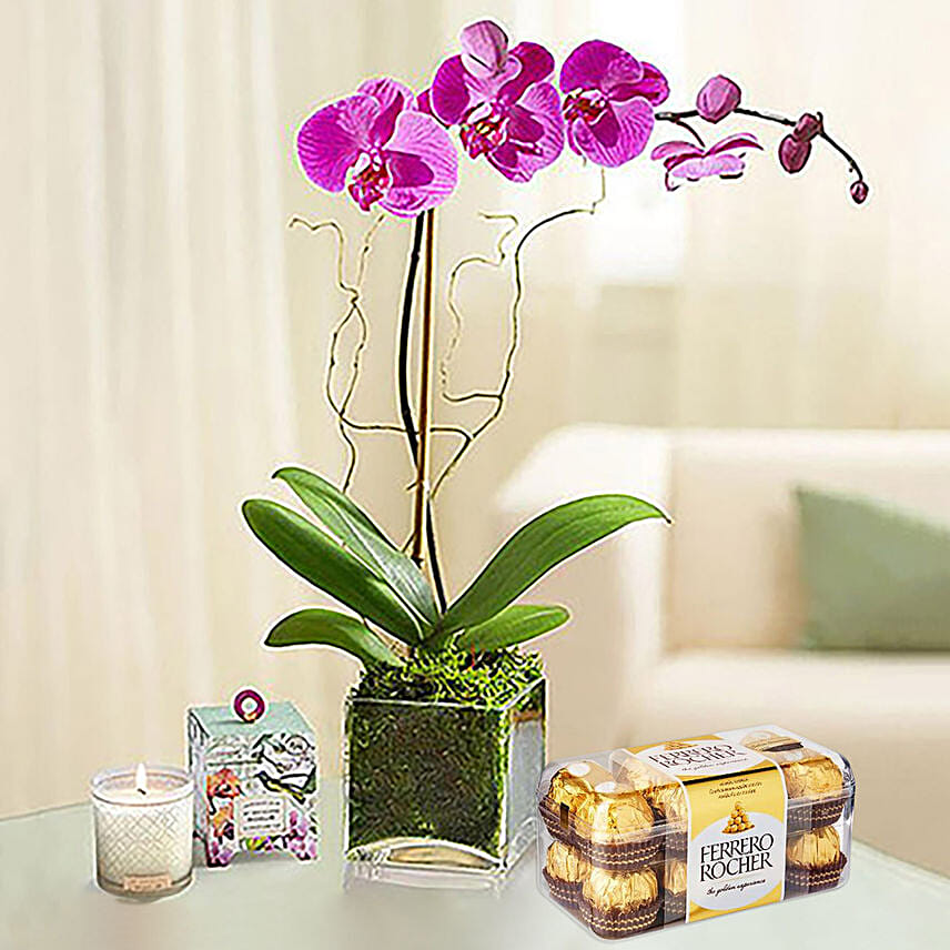 Purple Orchid with Ferrero Rocher: Flowering Plants