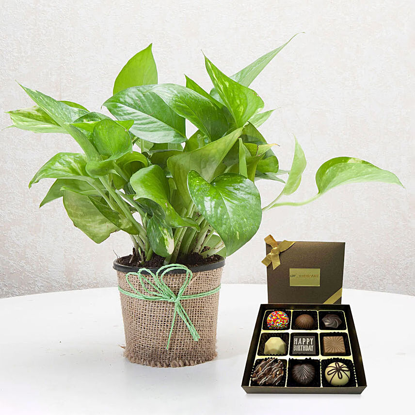 Green Money Plant with Happy Birthday Chocolate: Money Plants