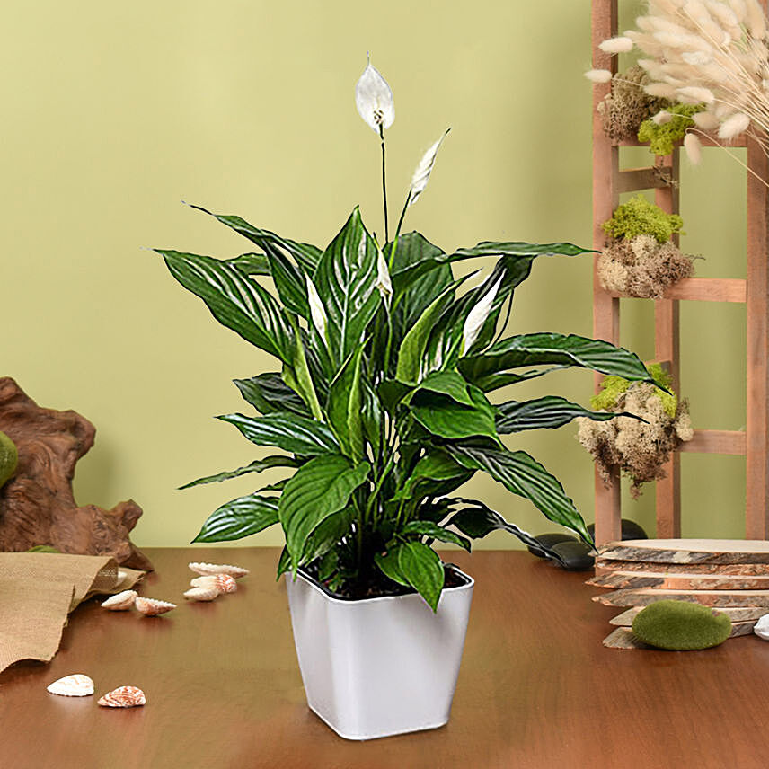 Amazing Peace Lily Plant: Midnight Delivery Gifts