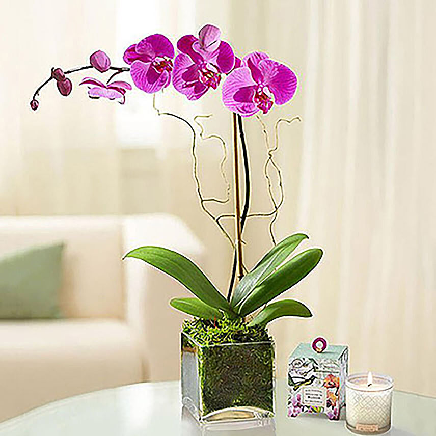 Purple Orchid Plant In Glass Vase: Midnight Delivery Gifts