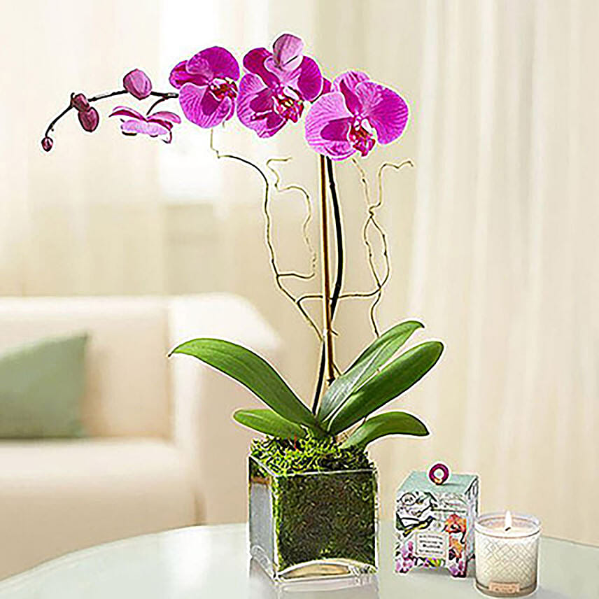 Purple Orchid Plant In Glass Vase: orchid plant