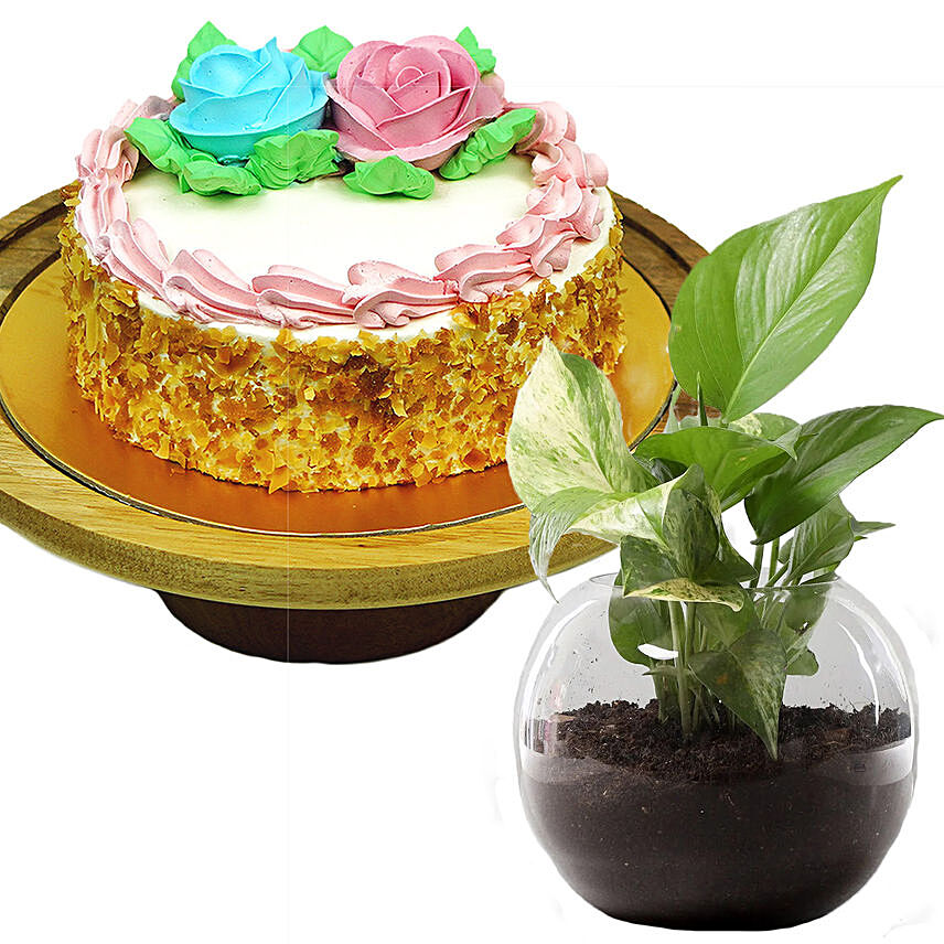 Butter Sponge Cake With Money Plant: Cake with Plant Combo
