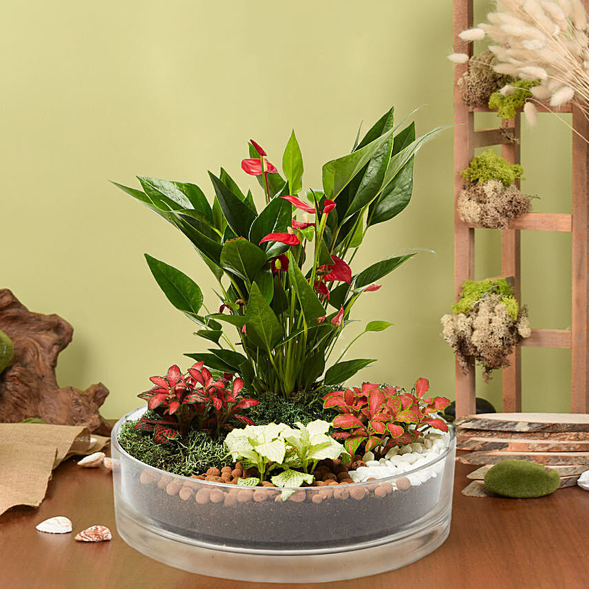 3 Fittonia 1 Anthurium Plant In Platter Shape Planter: Terrarium Plants 