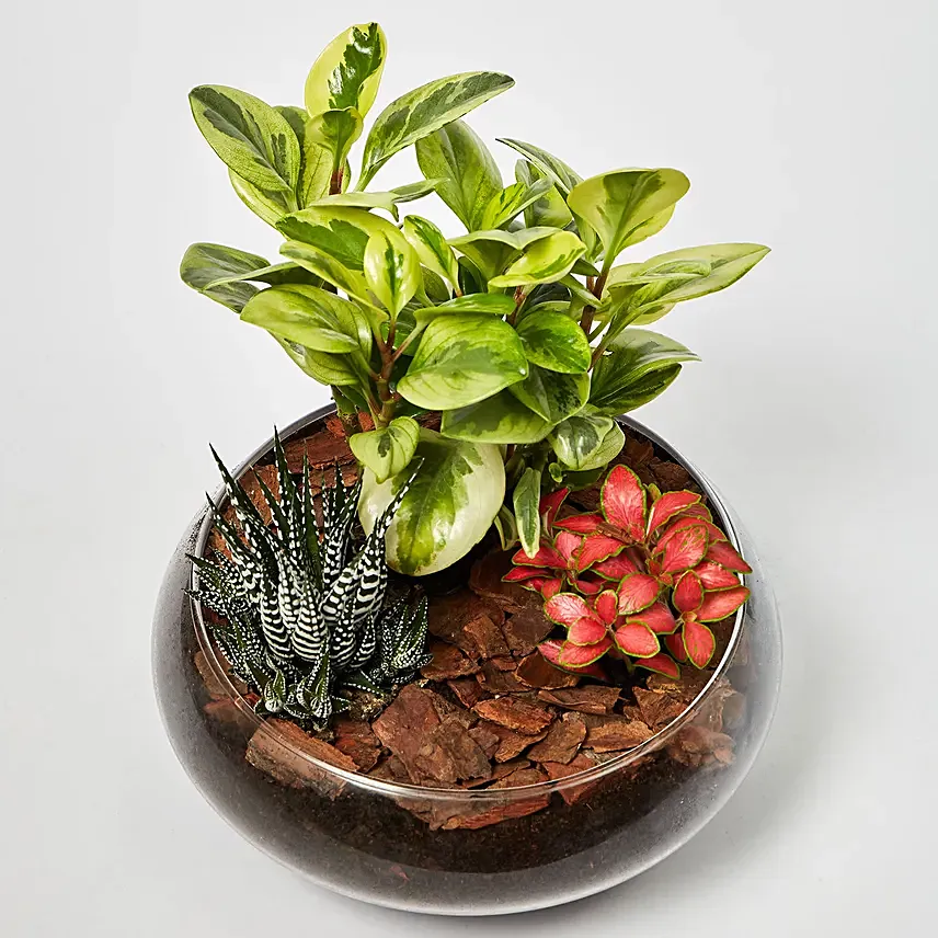 Fittonia With Peperomia Haworthia In Platter Planter: Terrarium Plants 