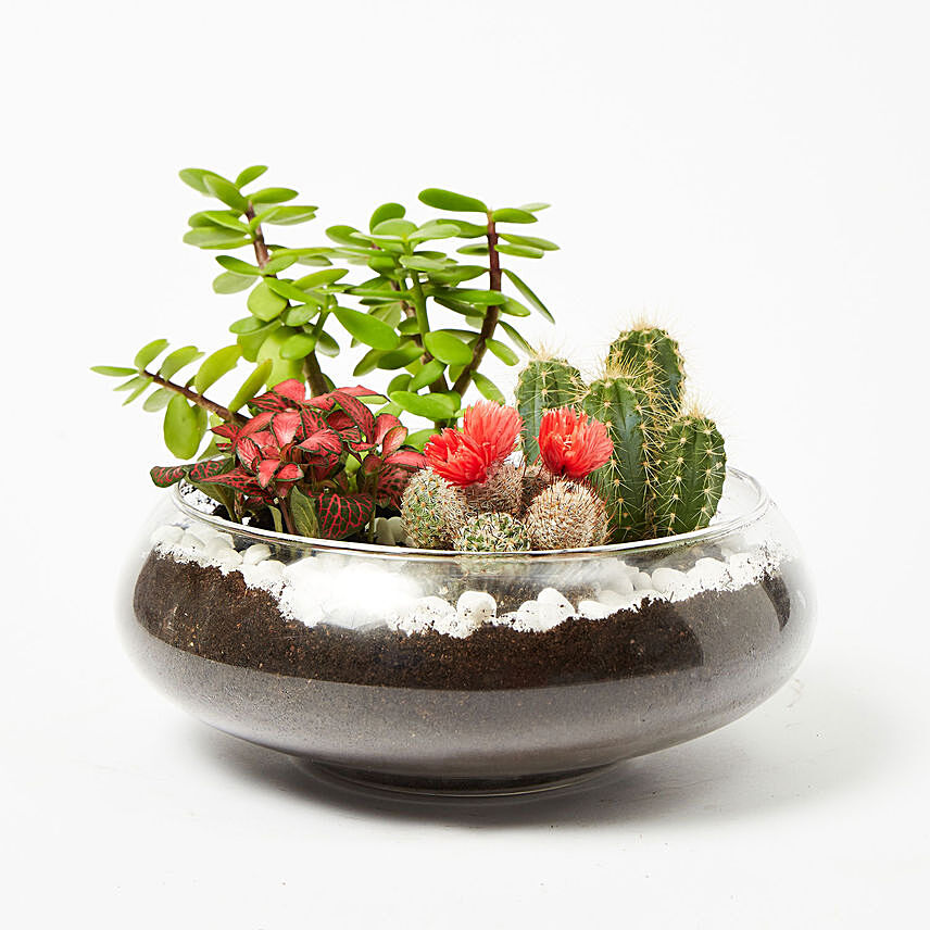 Jade With Fittonia Cactus Plant In Small Fish Bowl: Terrarium Plants