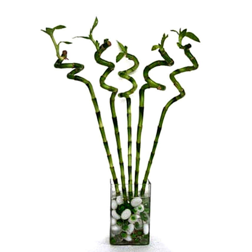 Spiral Bamboo In A Vase: CNY Plants