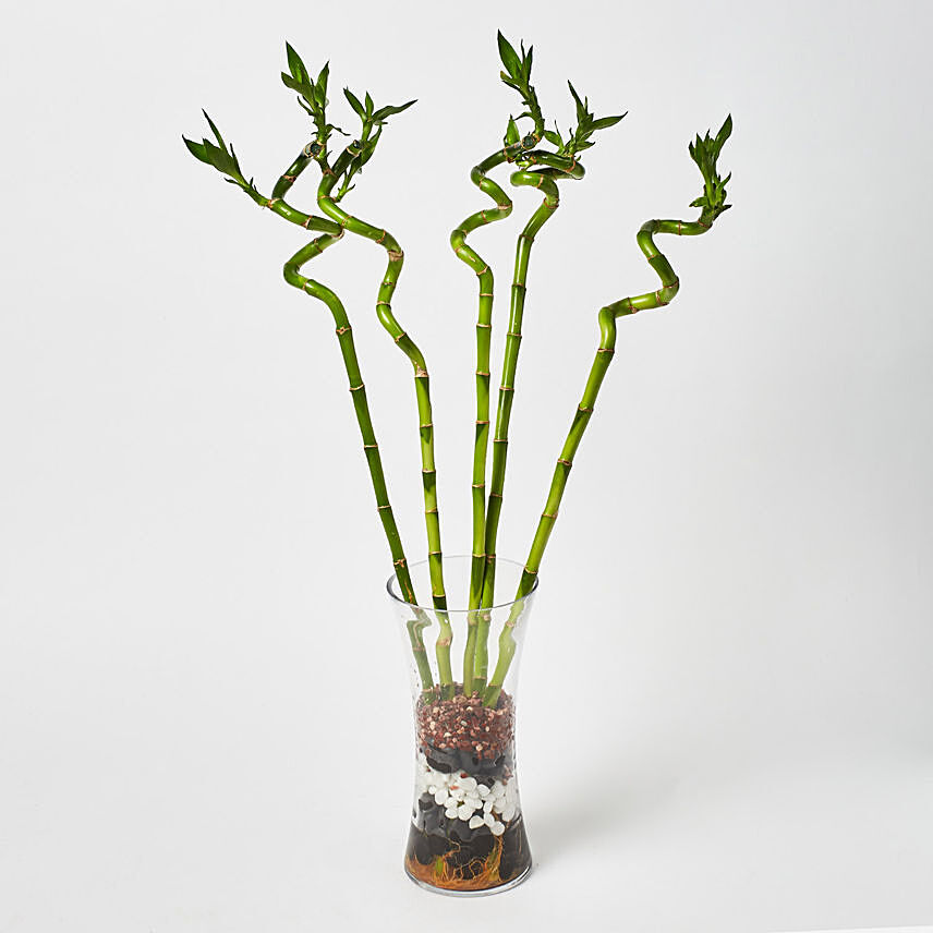 Spiral Shaped Lucky Bamboo Plant In Glass Vase: CNY Plants
