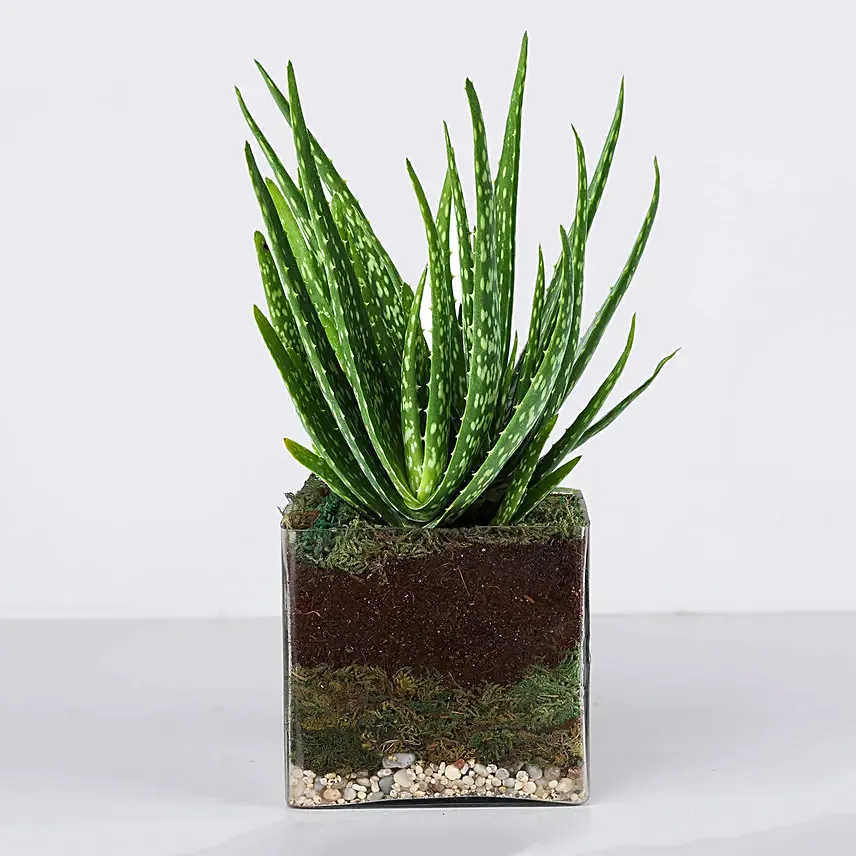 Aloe Vera Plant In Square Vase: Indoor Plants Singapore