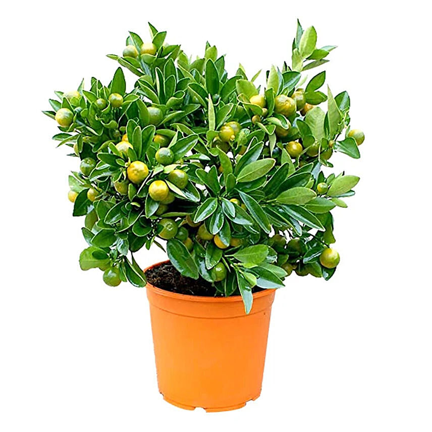 Calamansi Plant Pot: Plants For Anniversary Gift