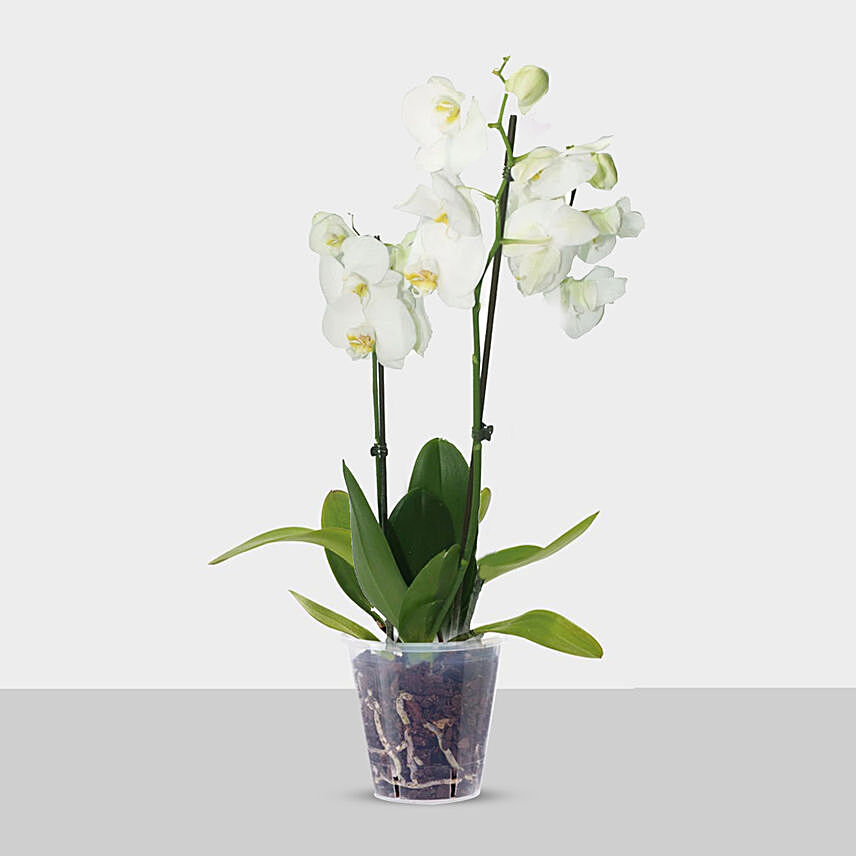 Double Stem White Orchid In Nursery Pot: Desktop Plants