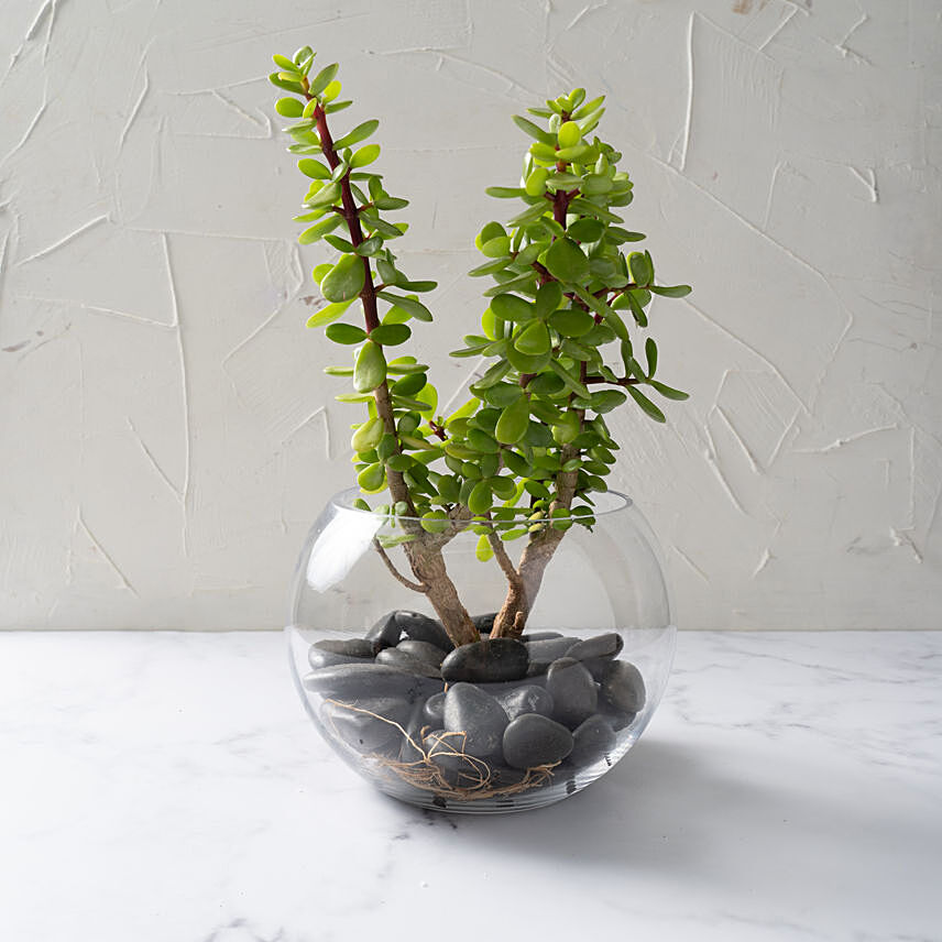 Jade Plant In Glass Bowl: Indoor Plants Singapore