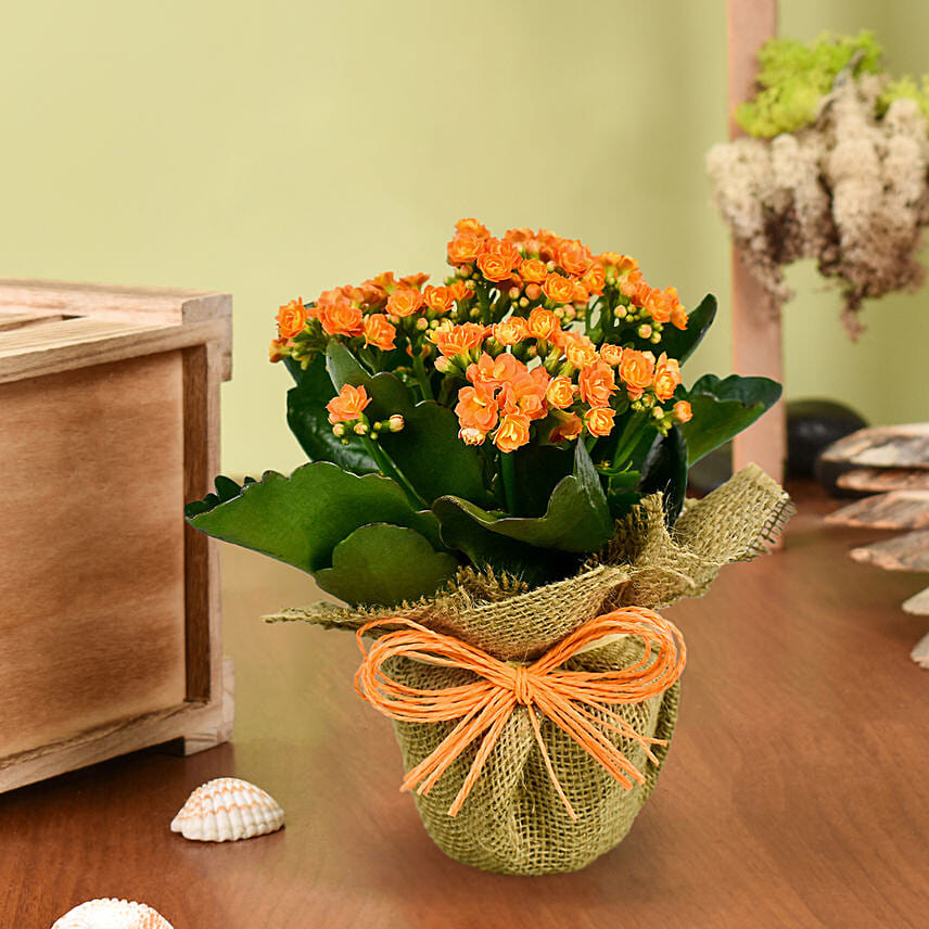 Jute Wrapped Orange Kalanchoe Plant: New Year Plants
