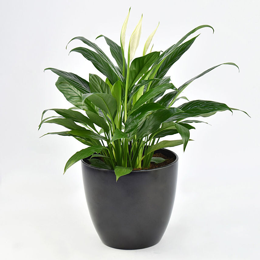 Peace Lily In Matt Black Planter: 