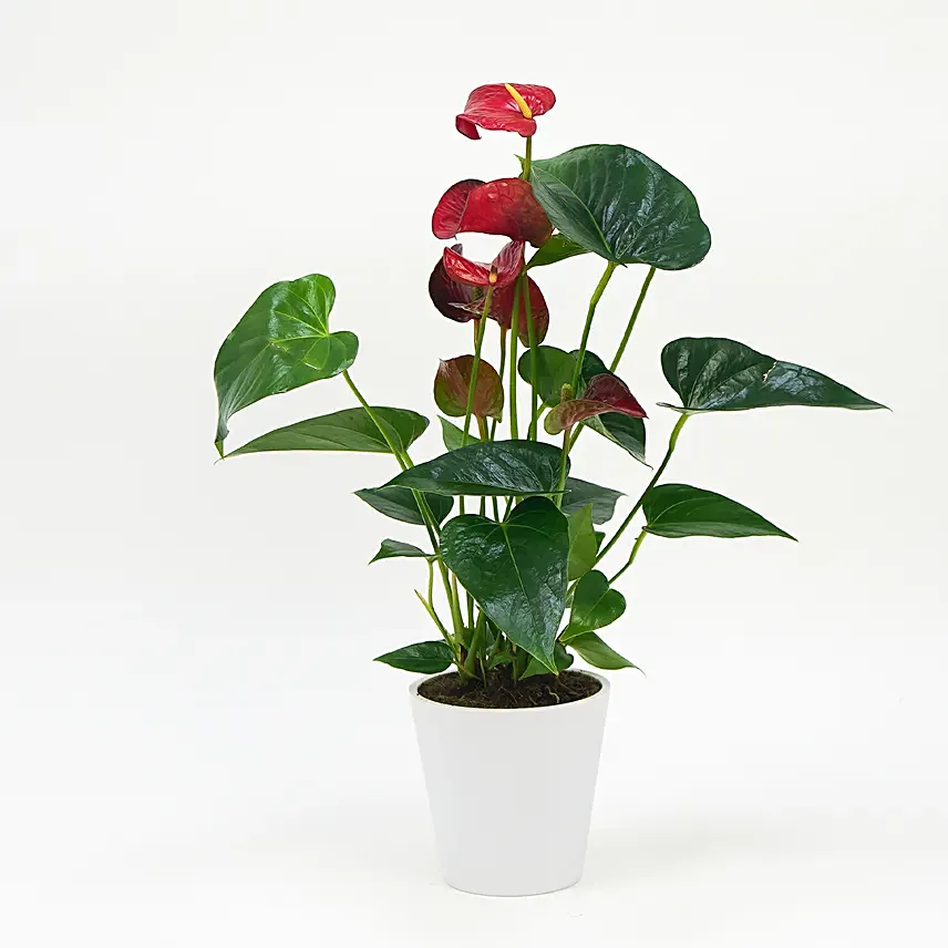 Red Anthurium In Ceramic Pot: Plants For Birthday