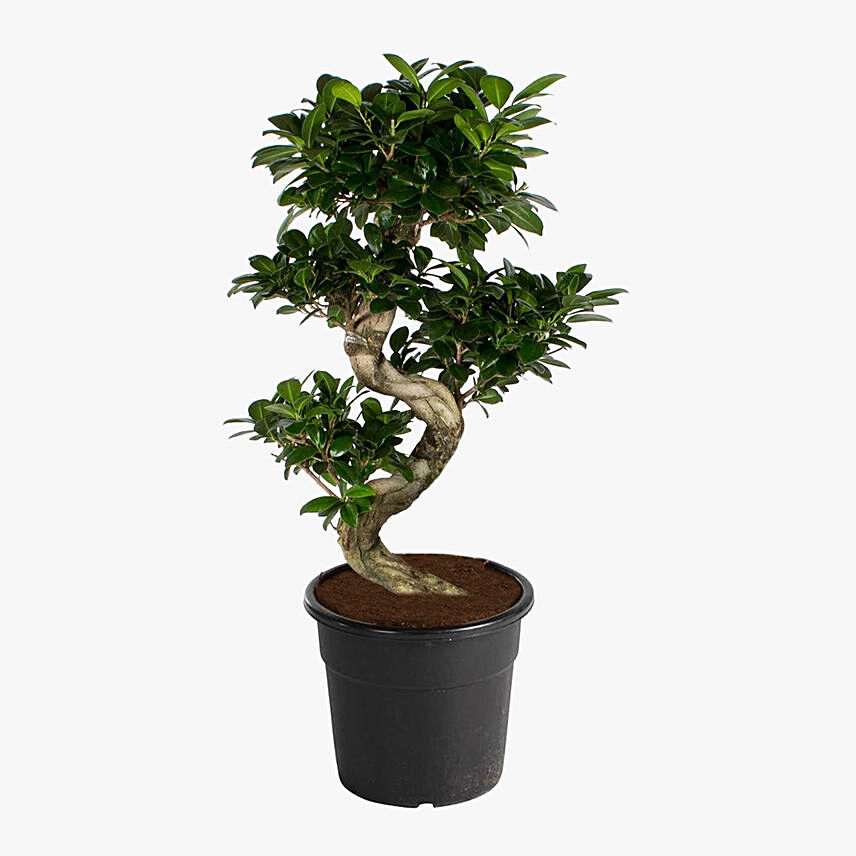 S Shaped Ficus Plant 80Cm: Plants For Anniversary Gift