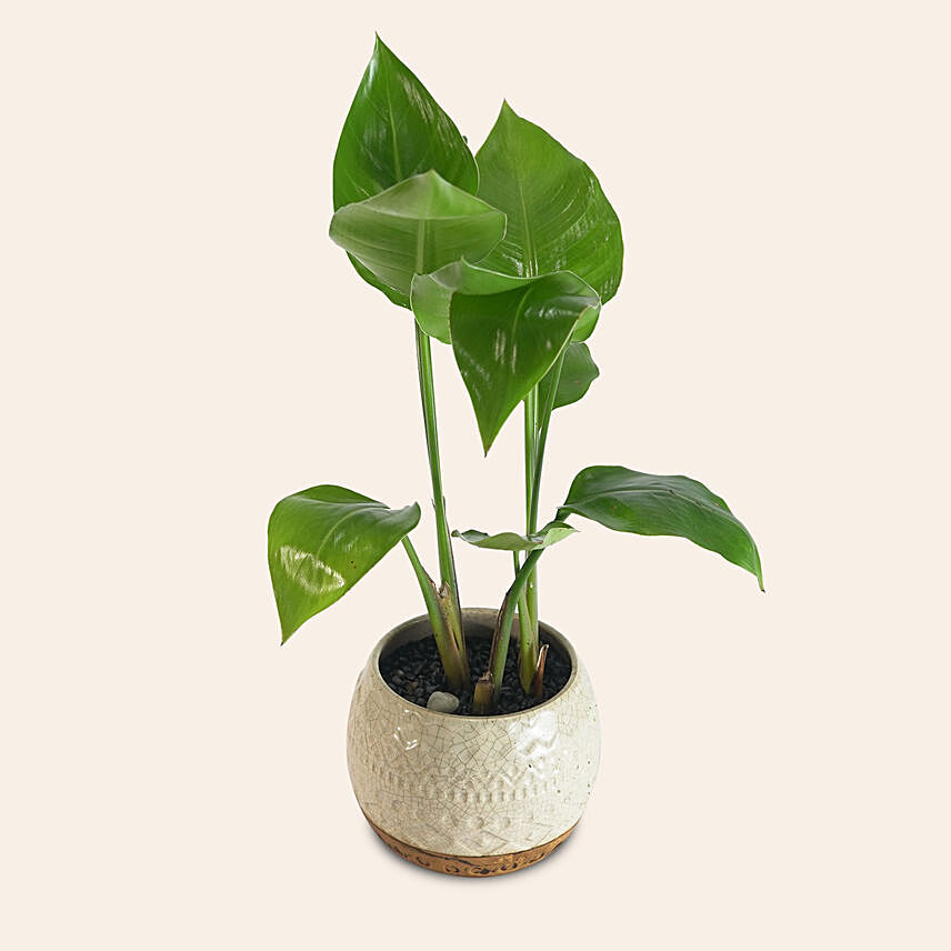Chinese Taro: Air Purifying Indoor Plants
