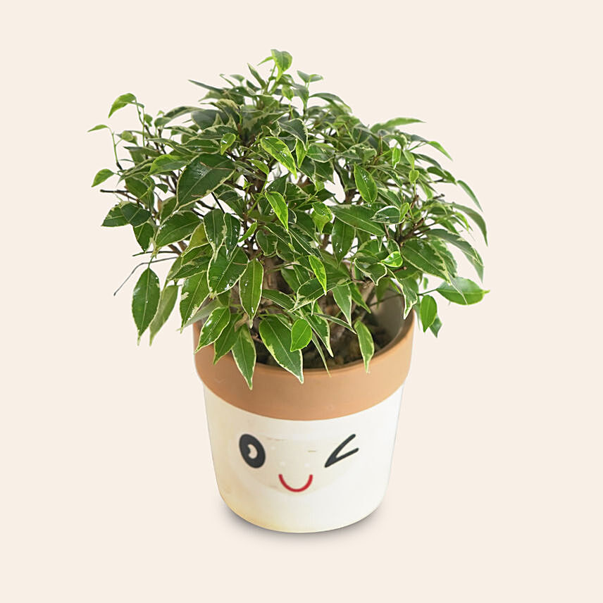 Ficus Benjamina Variegata: Air Purifying Indoor Plants