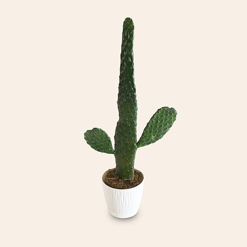 Opuntia Chinensis: Living Area Plants