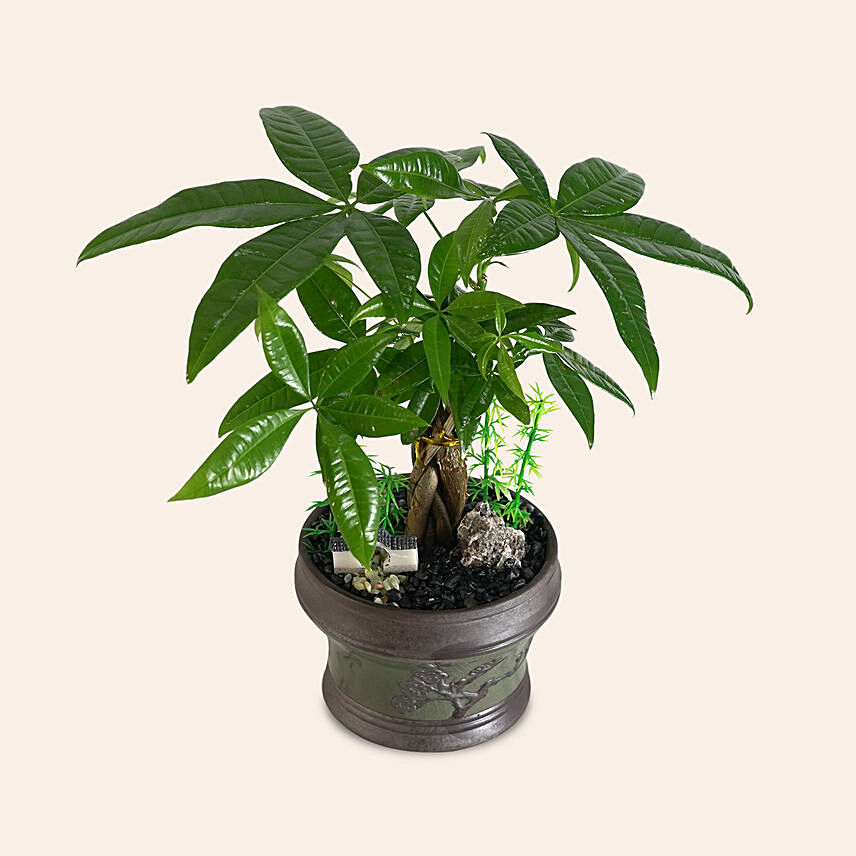 Pachira Plant: Living room Plants