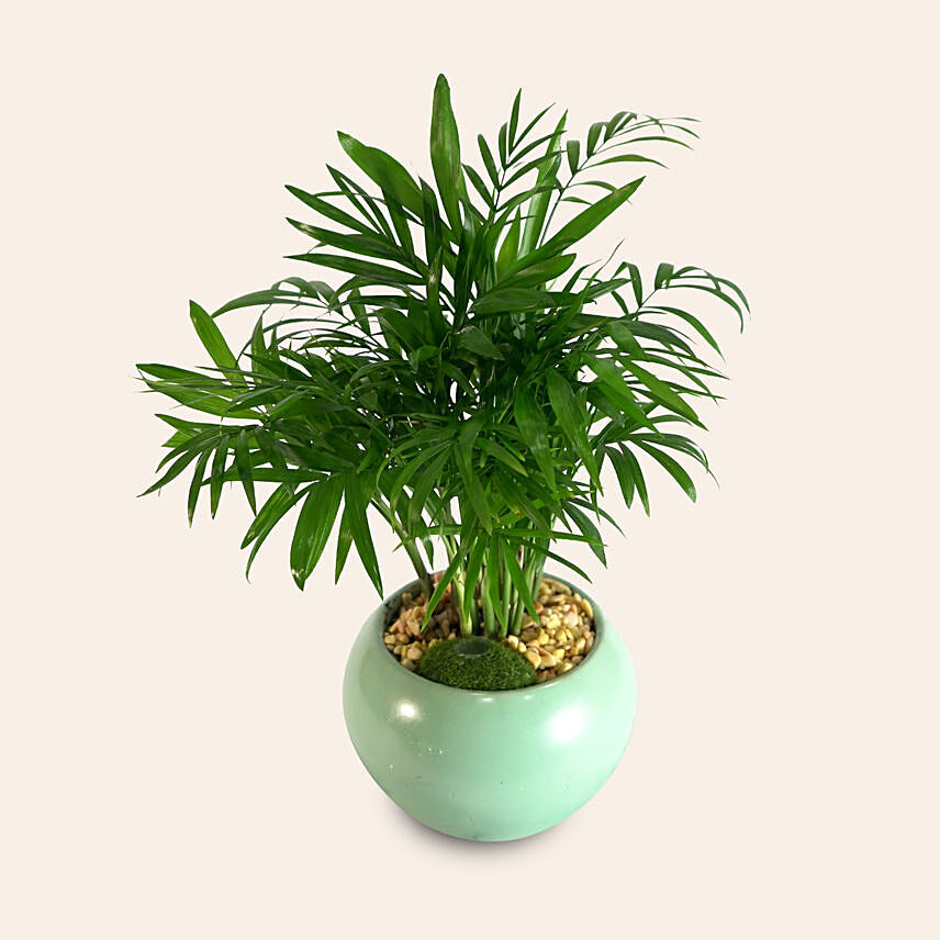 Areca Palm In Round Pot: Living room Plants