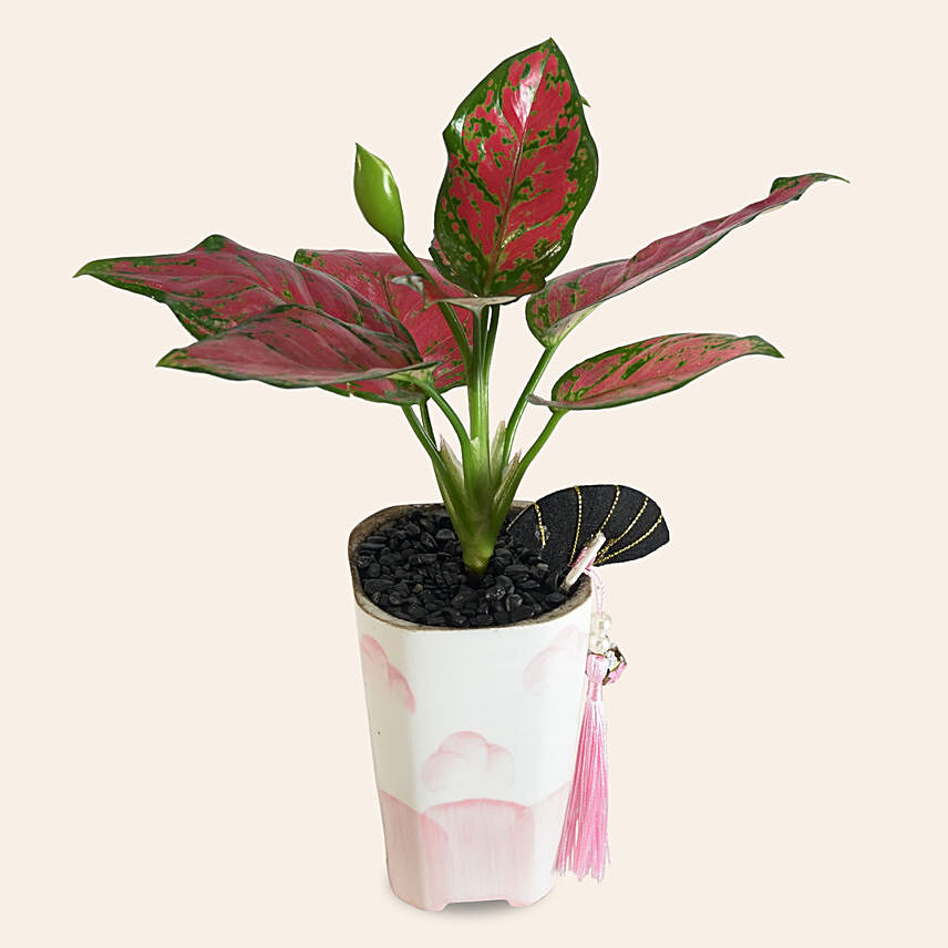 Aglaonema Plant: Air Purifying Plants