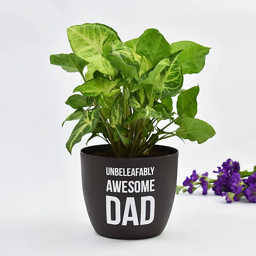 Awesome Dad Syngonium Plant: Fathers Day Plants