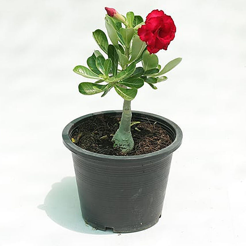 Desert Rose Plant Pot: Plants For Anniversary Gift