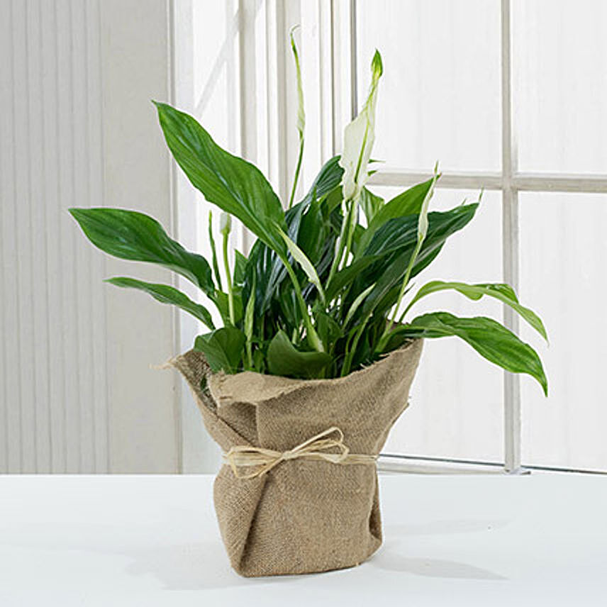 Spathiphyllum Jute Wrapped Potted Plant: Feng Shui Plants