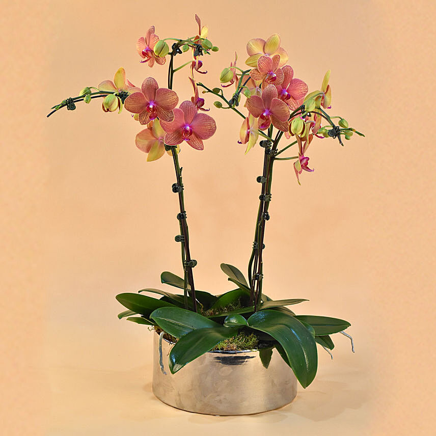 Dual Tone Phalaenopsis Plant: orchid plant