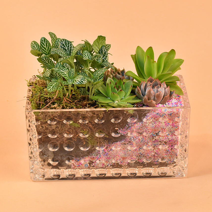 Gorgeous Succulents Terrarium: Terrarium Plants 