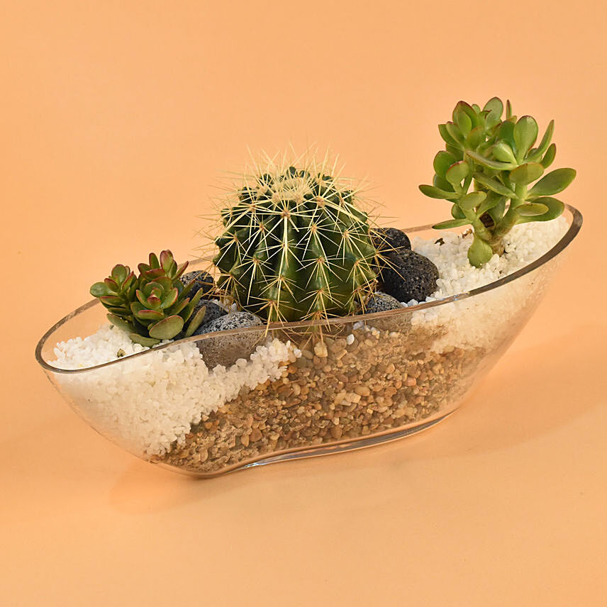 Succulent Boat Terrarium: Cactus and Succulent Plants