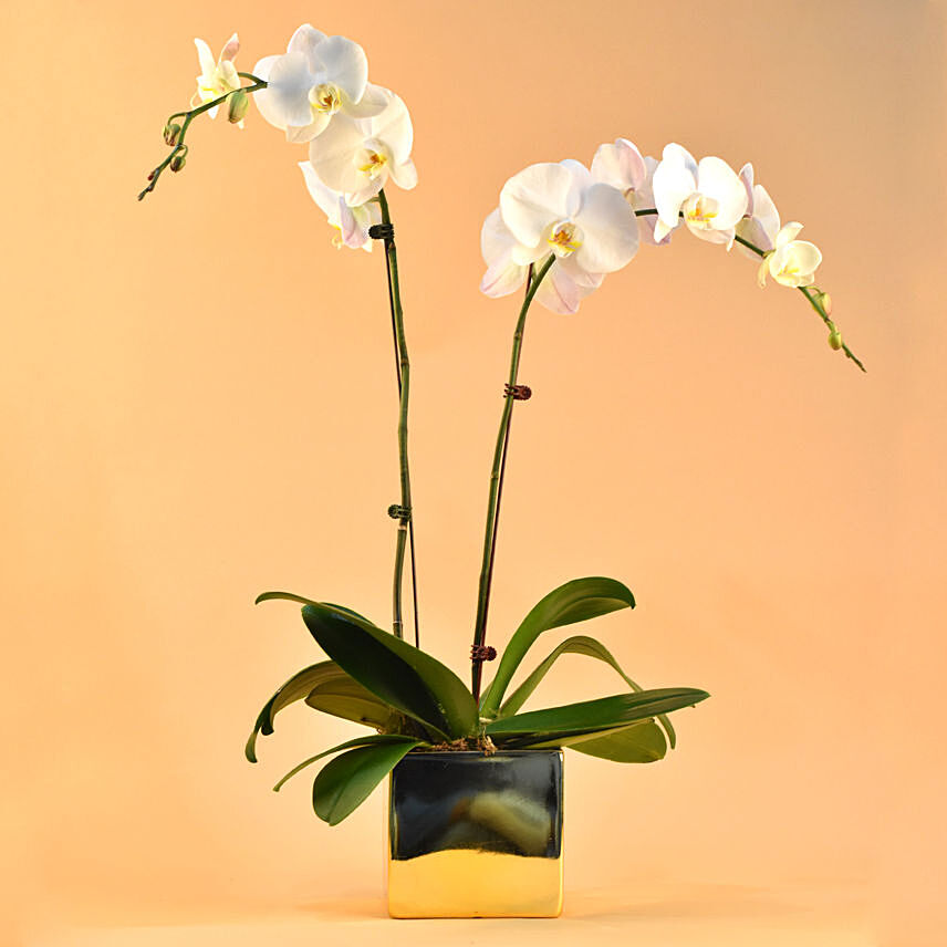 White Orchids Plant Square Vase: CNY Plants