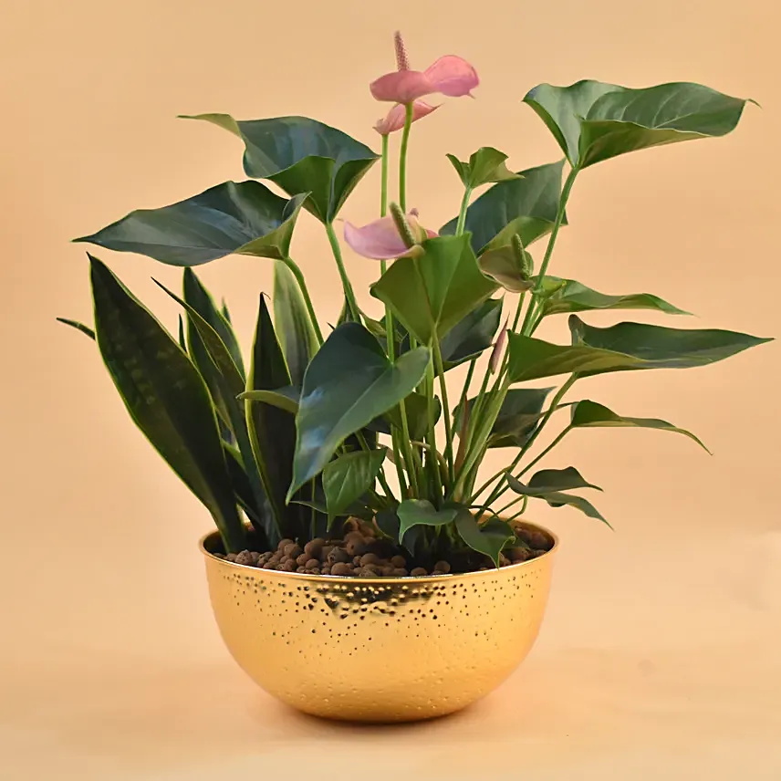 Anthurium & Sansevieria Plant Golden Pot: Office Desk Plants