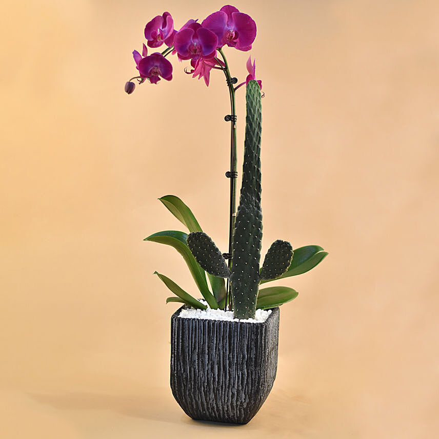 Cactus & Phalenopsis Plant Vase: Womens Day Plants