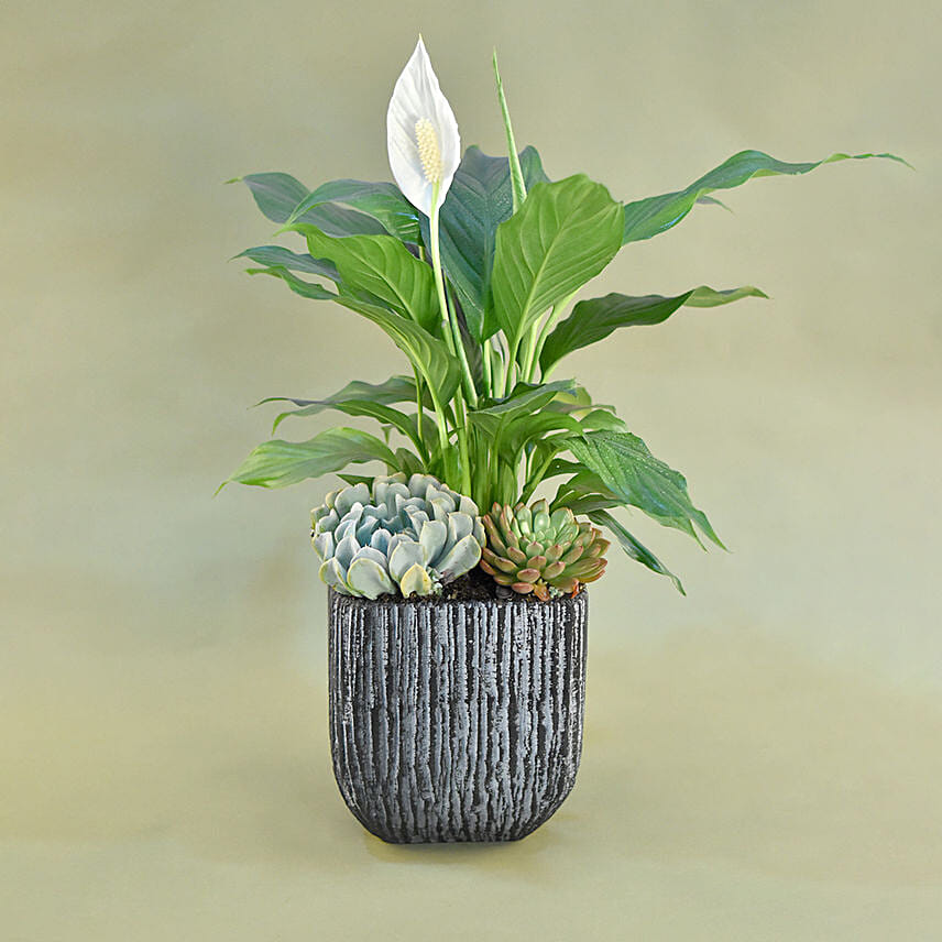 Classic Indoor Plants Pot: Plants For Birthday