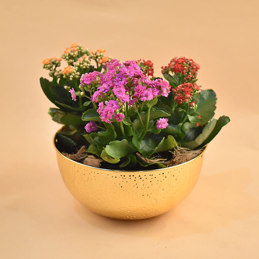 Colourful Kalanchoe Plants Pot: Office Desk Plants