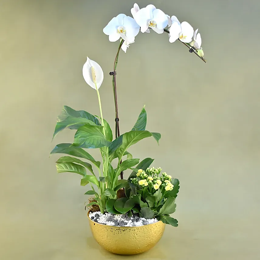 Flowering Plants In Golden Pot: orchid plant