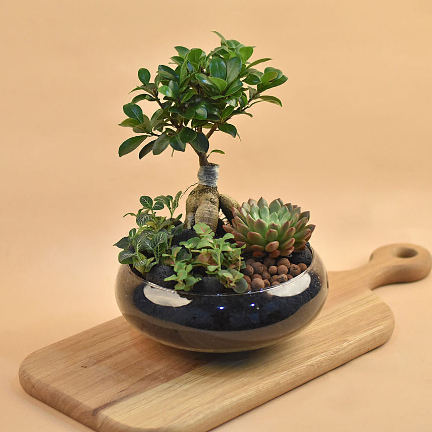 Mini Succulent Garden In Round Vase: Bonsai Singapore