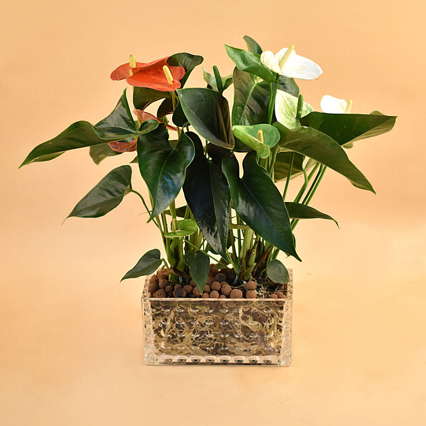 Red & White Anthurium Plant In Rectangular Vase: Anthuriums Onliine