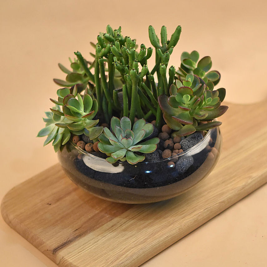 Succulents In Round Glass Vase: Cactus and Succulent Plants