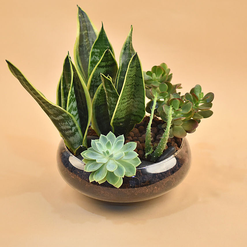 Succulents Round Glass Vase: Cactus and Succulents