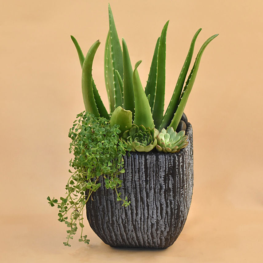 Aloe Vera & Echevieria Plant Vase: Plants Gifts for IWD