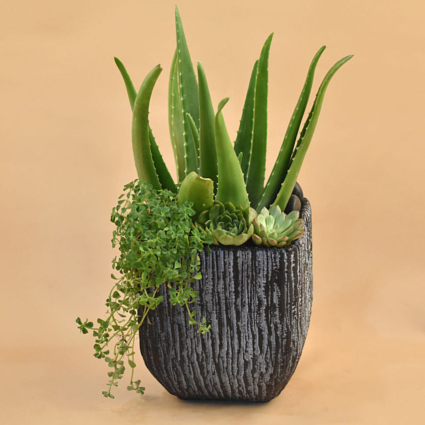 Aloe Vera & Echevieria Plant Vase: Office Desk Plants