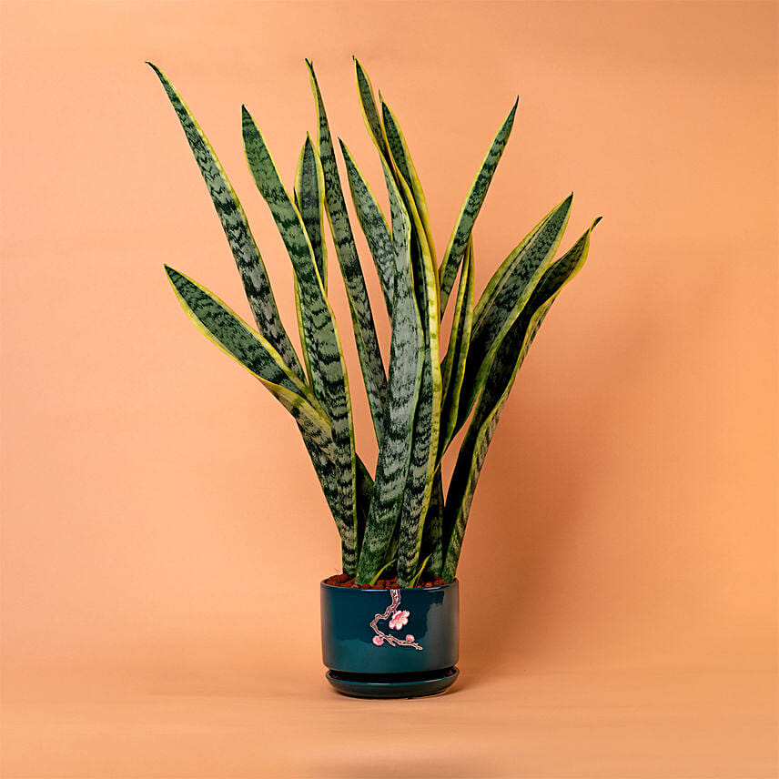 Sansevieria Plant In Green Designer Pot: Snake Plants