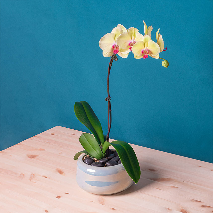 White Orchid Plant in Round Designer Vase: Desktop Plants