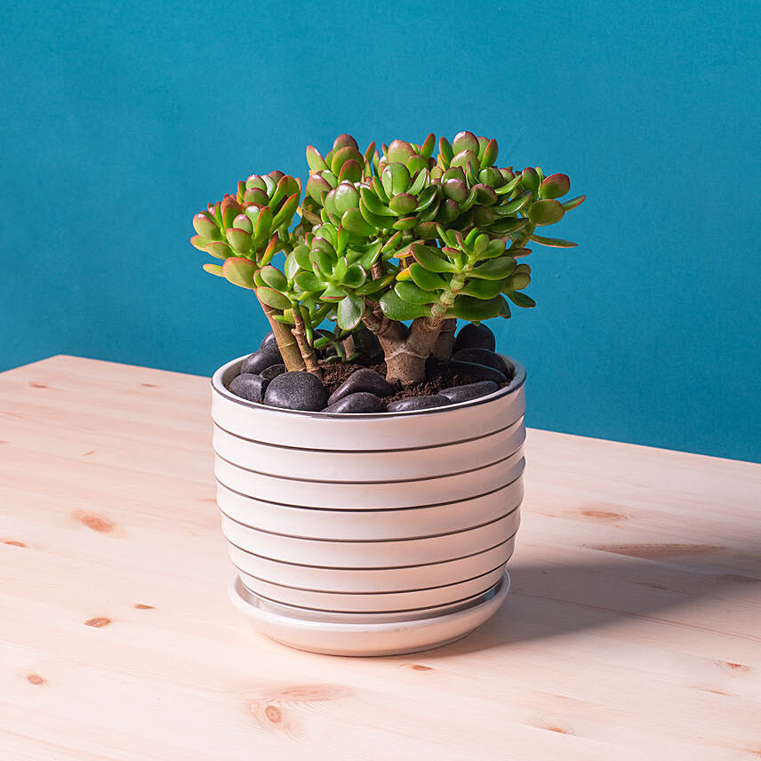 Mini Succulant Plant in Designer Round Vase: Plants For Anniversary Gift