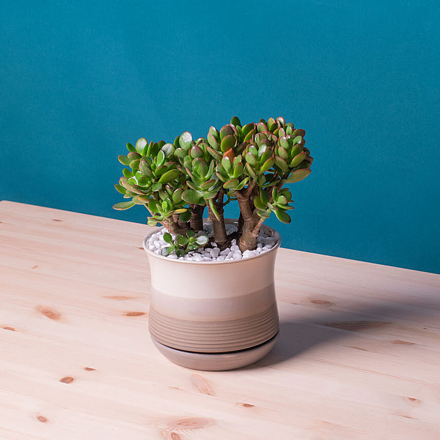 Mini Succulant Plant in Round Designer Vase: Indoor Bedroom Plants