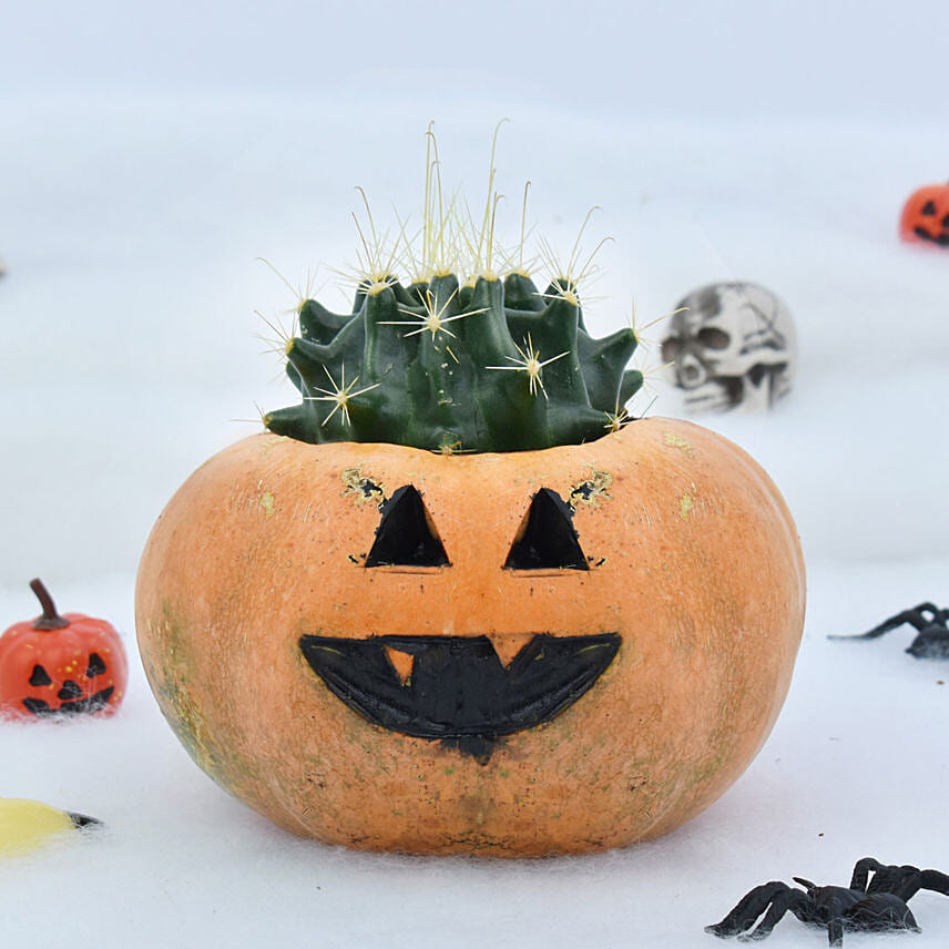 Cactus in Evil Pumpkin: Halloween Gifts