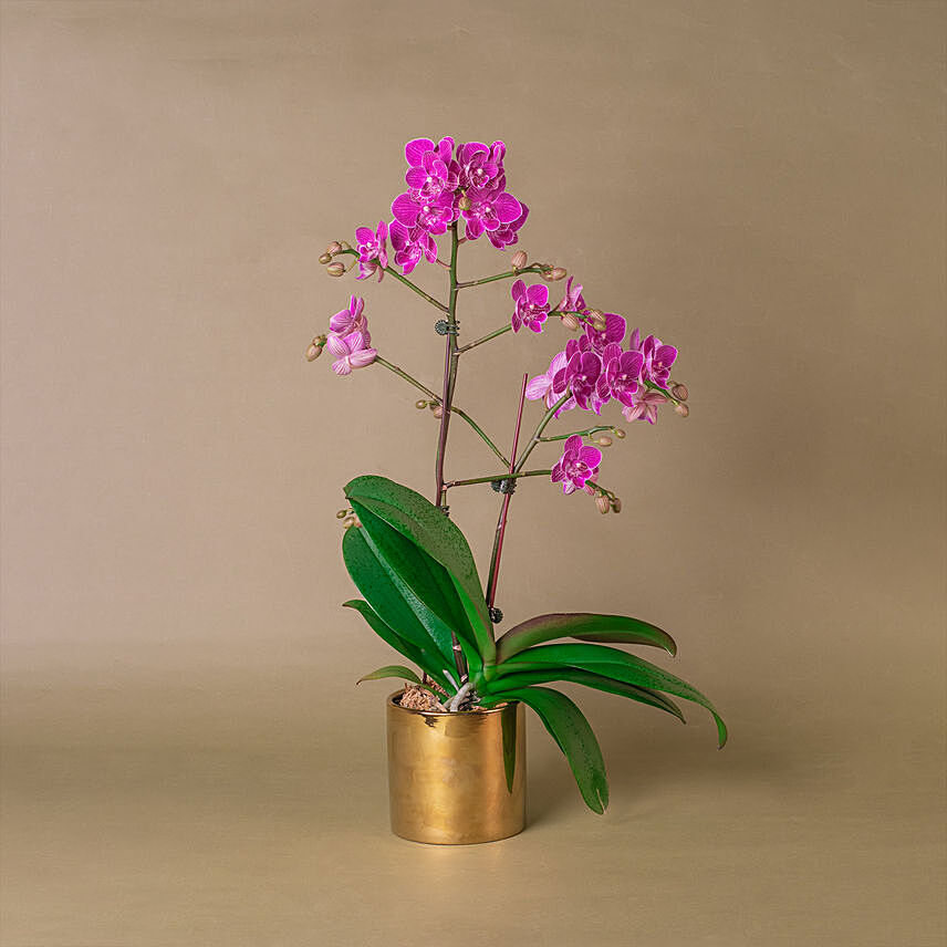 Purple Orchid Designer Plant Pot: Womens Day Plants